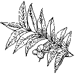 559 views texas state tree Colouring Pages