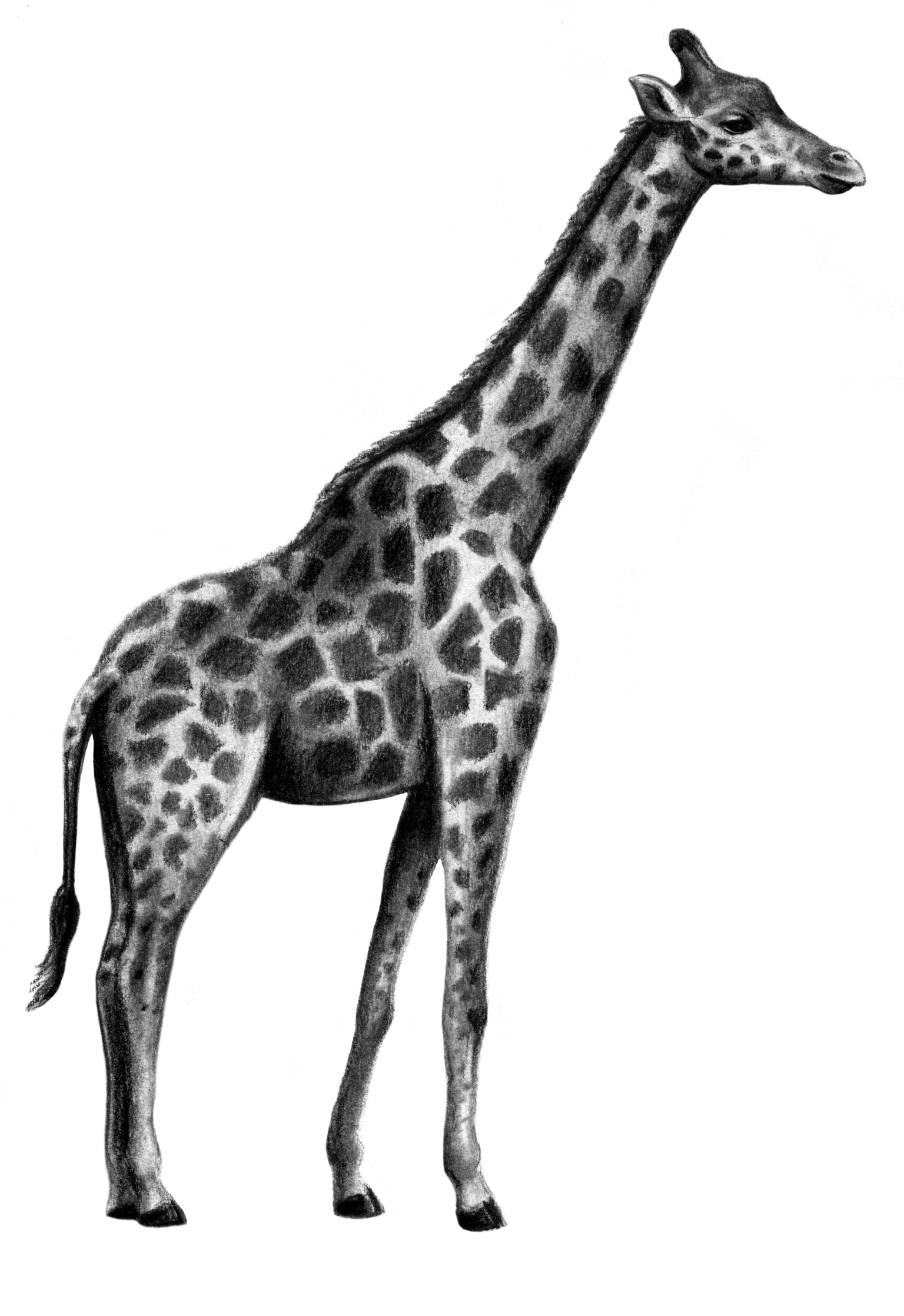 Giraffe Realistic Art, Pencil Drawing Images