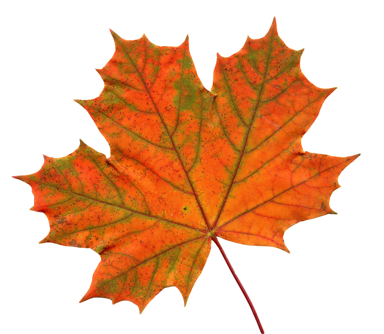 Maple Leaf PNG Transparent Image - PngPix