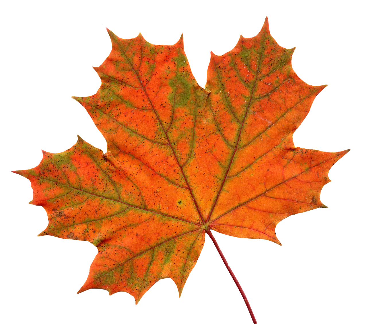 clipart maple leaf canada - photo #43