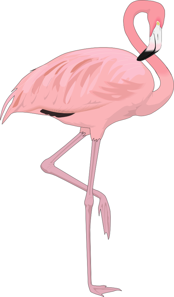 flamingo clipart cute