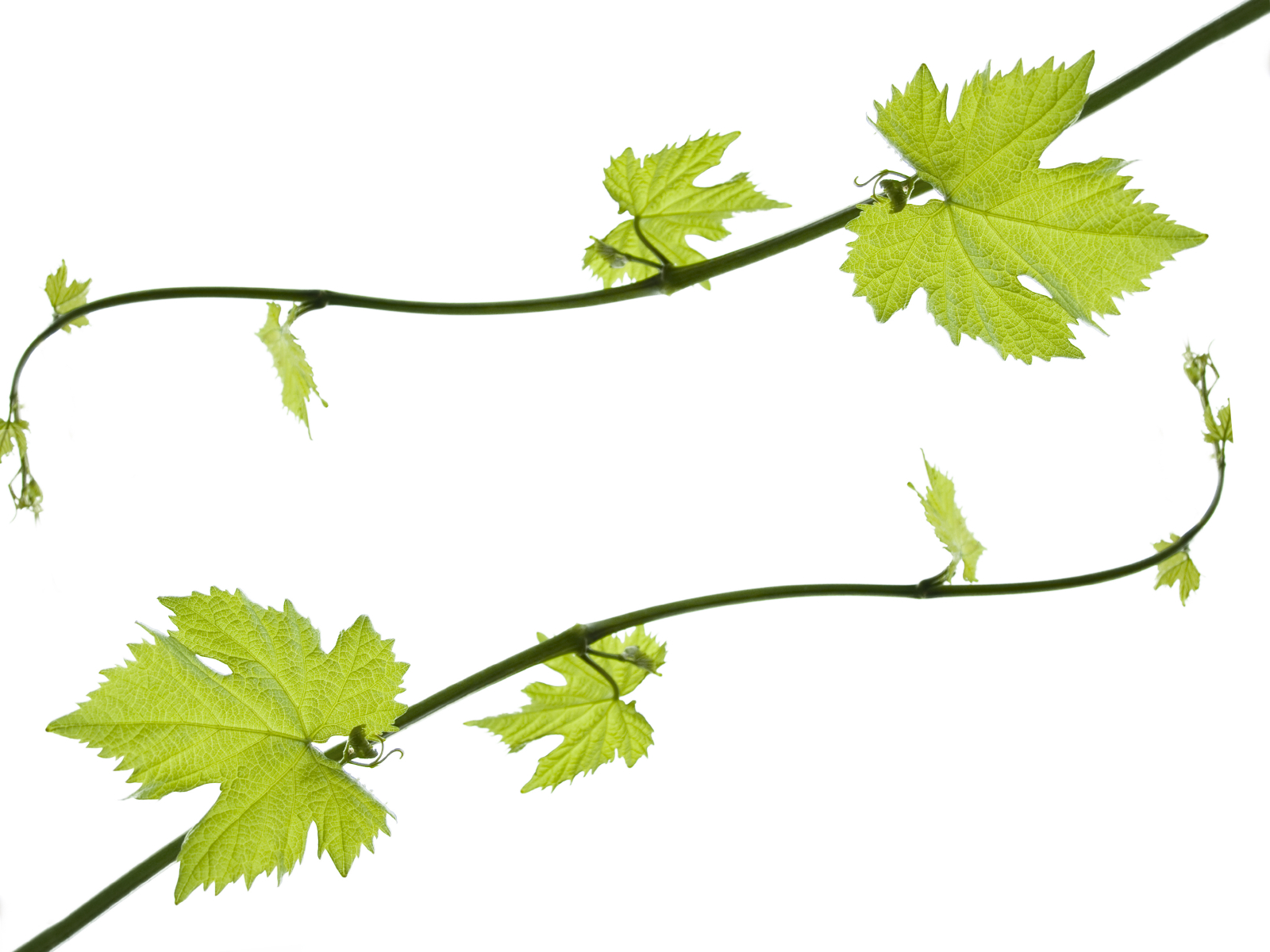 free clip art grape borders - photo #20