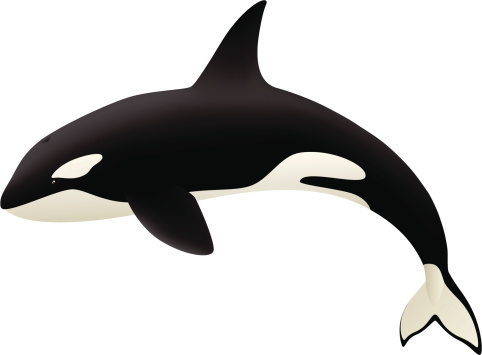 Killer Whale Clip Art, Vector Images & Illustrations