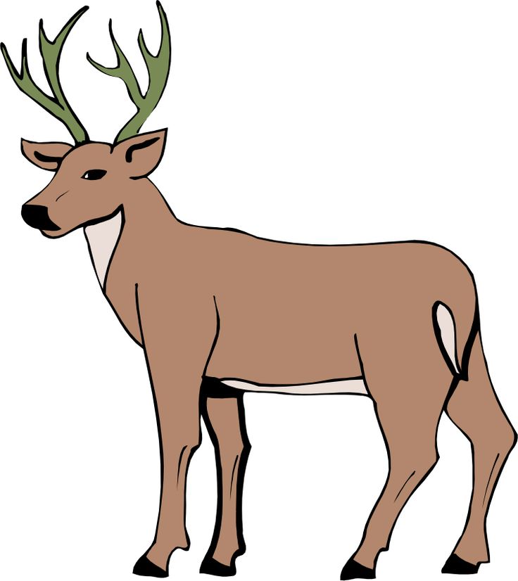 Cartoon Pictures Of Deer
