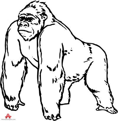 Animals Clipart of ape | Clipart with the keywords ape