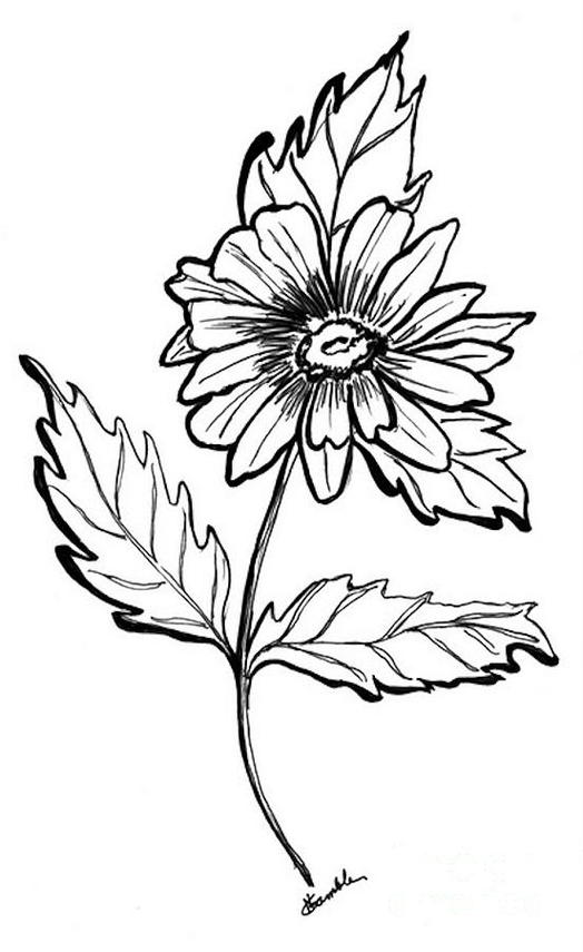 Daisy Line Drawing Clipart - Free to use Clip Art Resource