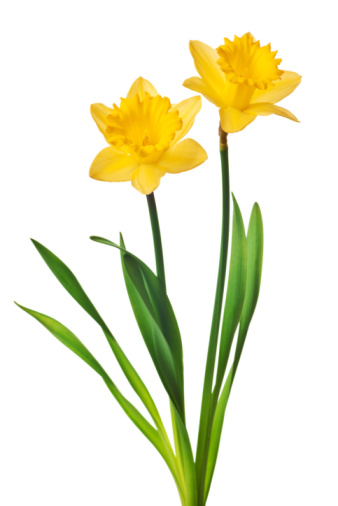 yellow daffodil clip art - photo #19