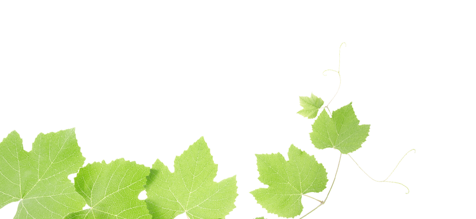 clip art grape leaf - photo #35