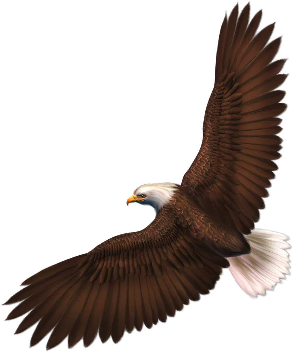 eagle_PNG1202.png