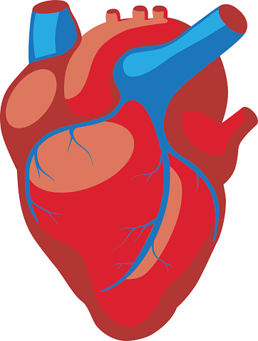 Cartoon Of A Real Human Heart Clip Art, Vector Images ...