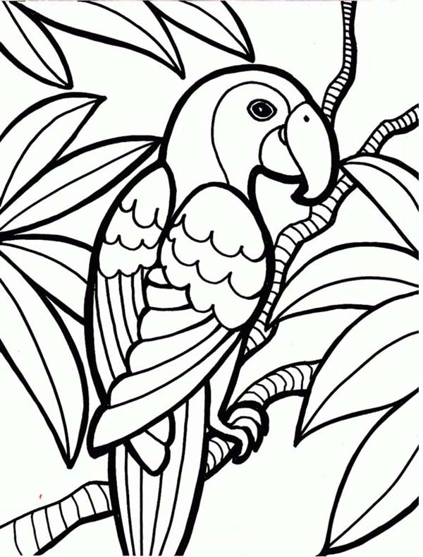 rainforest plant coloring pages - photo #11