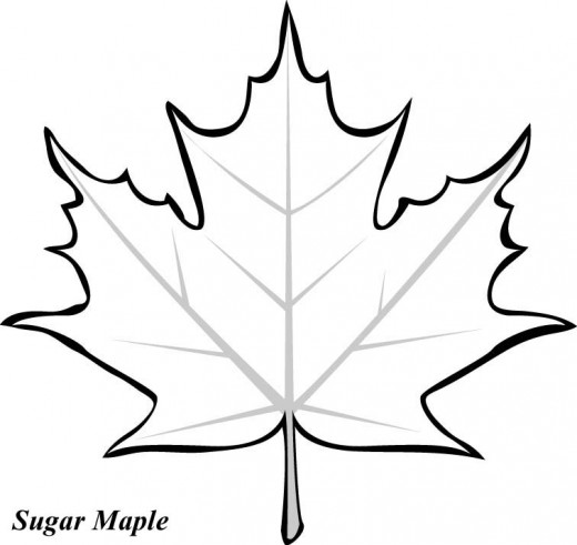 Best Photos of Blank Coloring Pages Leaves - Fall Leaves Template ...