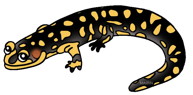 Free Animals Clip Art by Phillip Martin, Eastern Tiger Salamander