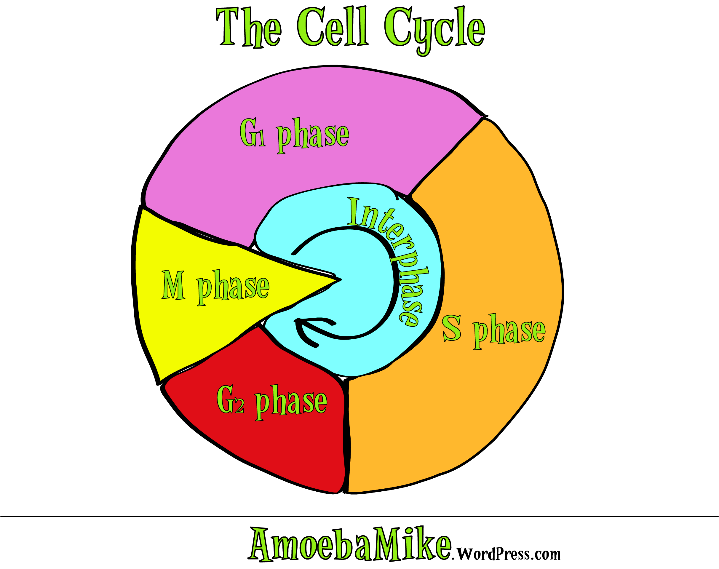 Component. interphase diagram: Edupic Cell Drawings Interphase G1 ...