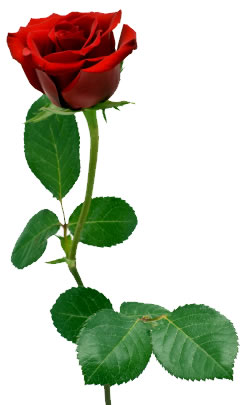 Single Red Rose Clipart