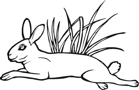 Hare Jumps On Grass coloring page | Super Coloring