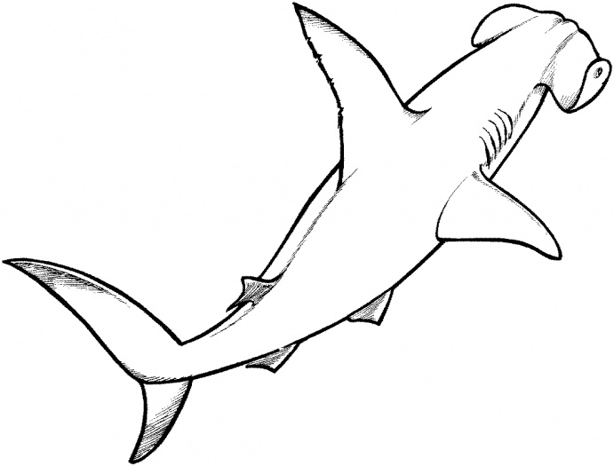 Great White Shark Outline - ClipArt Best