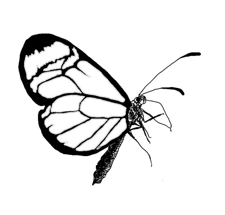 Flower With Butterfly Drawings - ClipArt Best