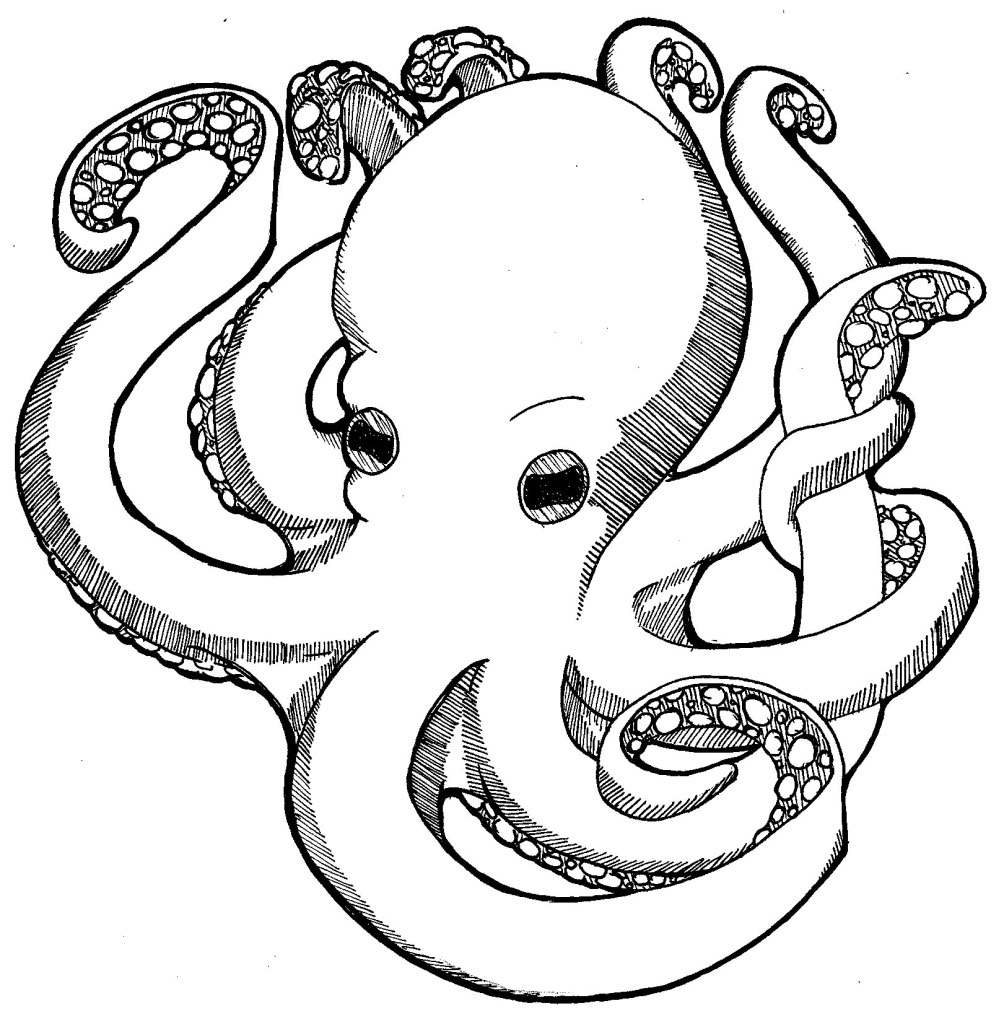 Drawing Octopus ClipArt Best