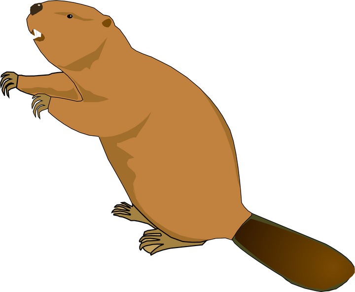 Beaver Clipart Free Download Clip Art Free Clip Art on