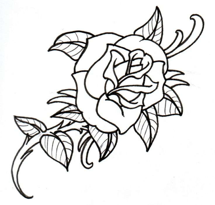 Rose Vine Drawings
