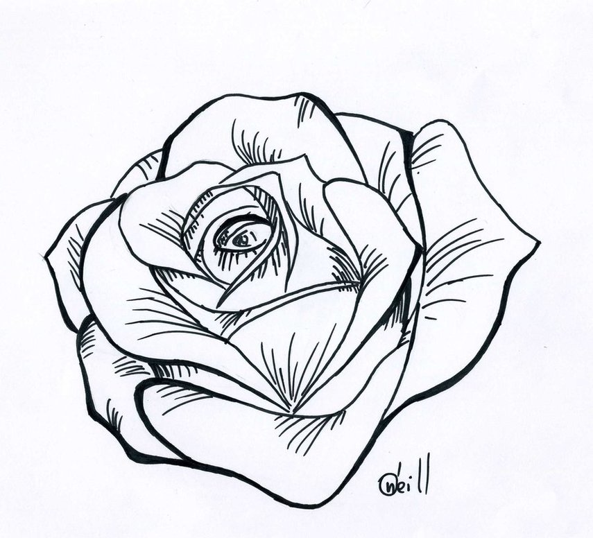 Rose Line Drawing - Drawing