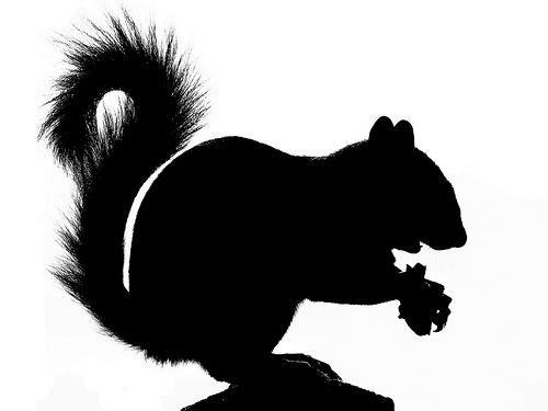 Squirrel Silhouette Clip Art - Free Clipart Images