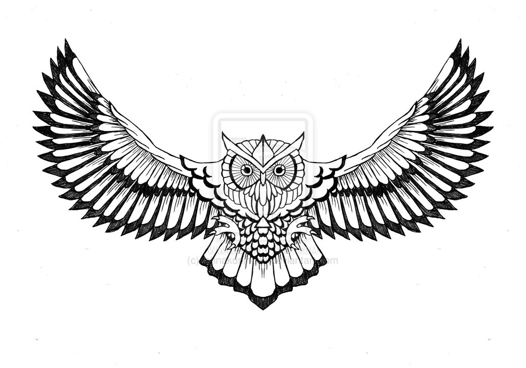 owl flying clipart - photo #20