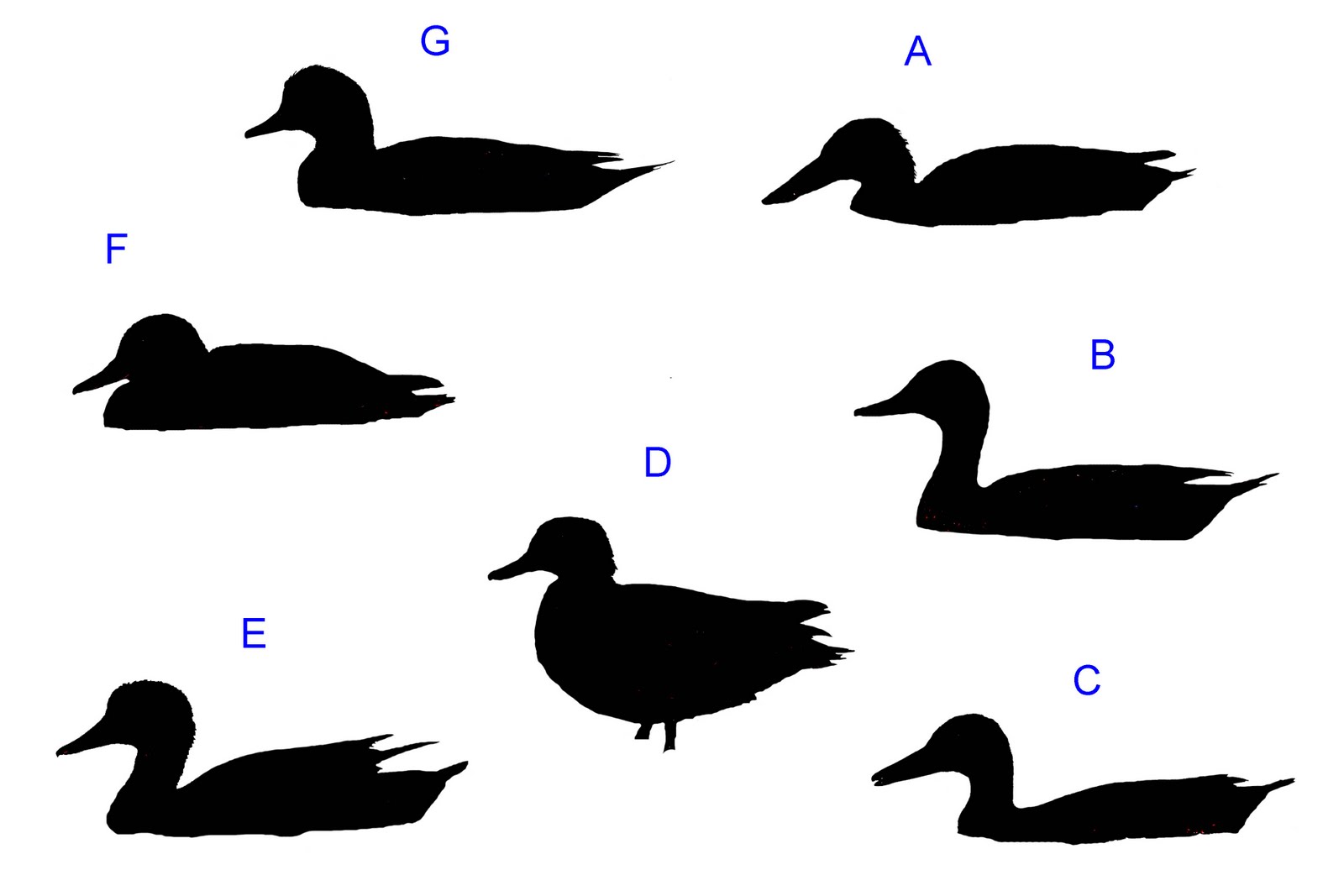 Flying Duck Silhouette - Free Clipart Images