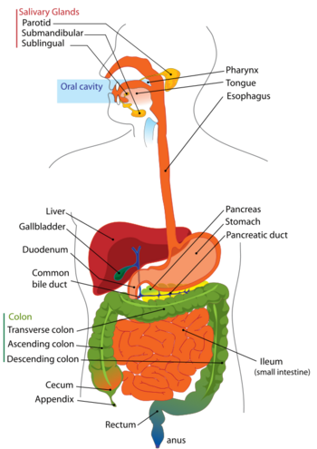 Digestive system - CreationWiki, the encyclopedia of creation science