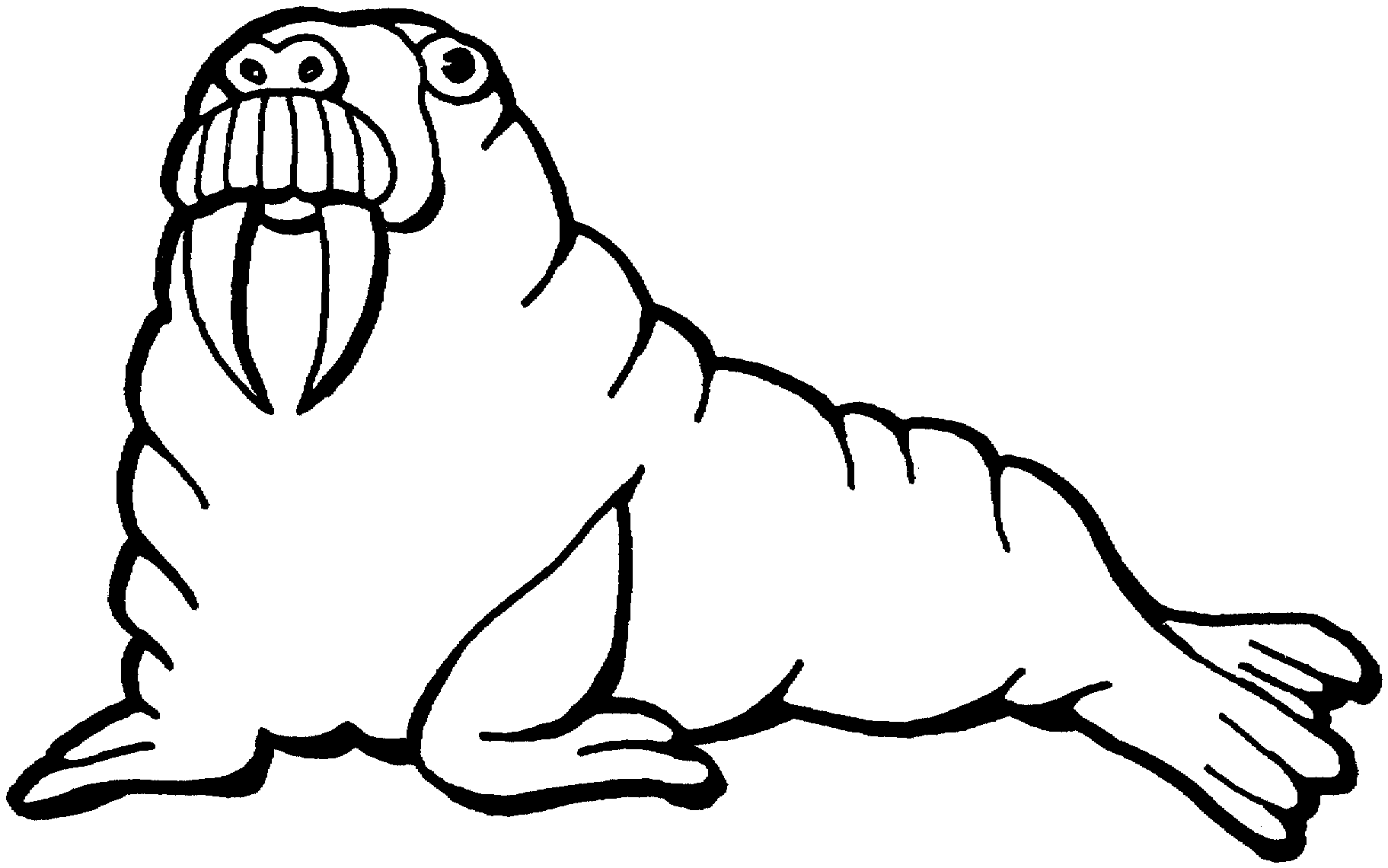 Walrus Coloring Pages Kentbaby