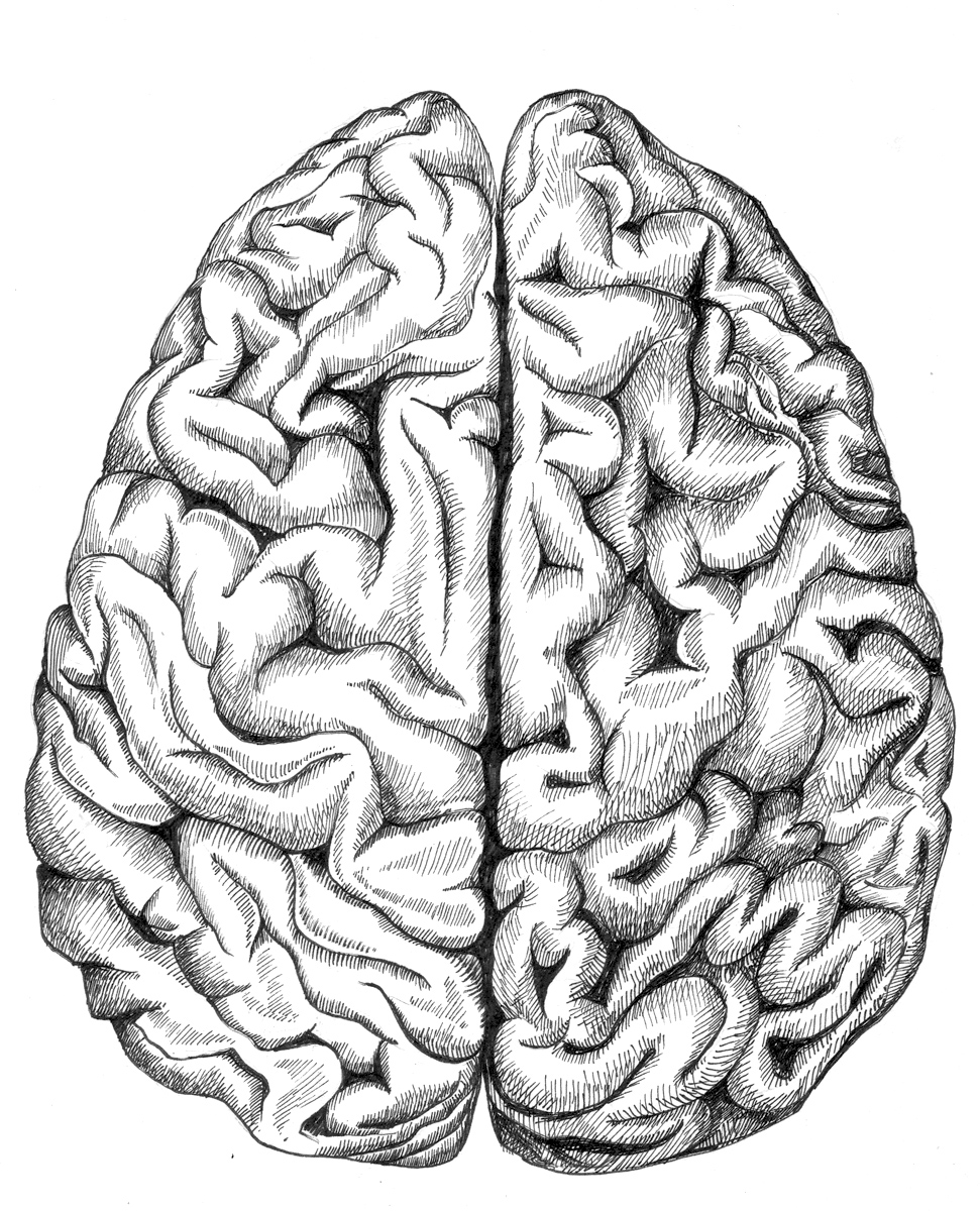 Sketch of the brain. 1 sketch of the brain. Free cliparts that you can download to you computer and use in your designs. Brain Sketch
