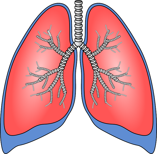 Blank Lung Diagram