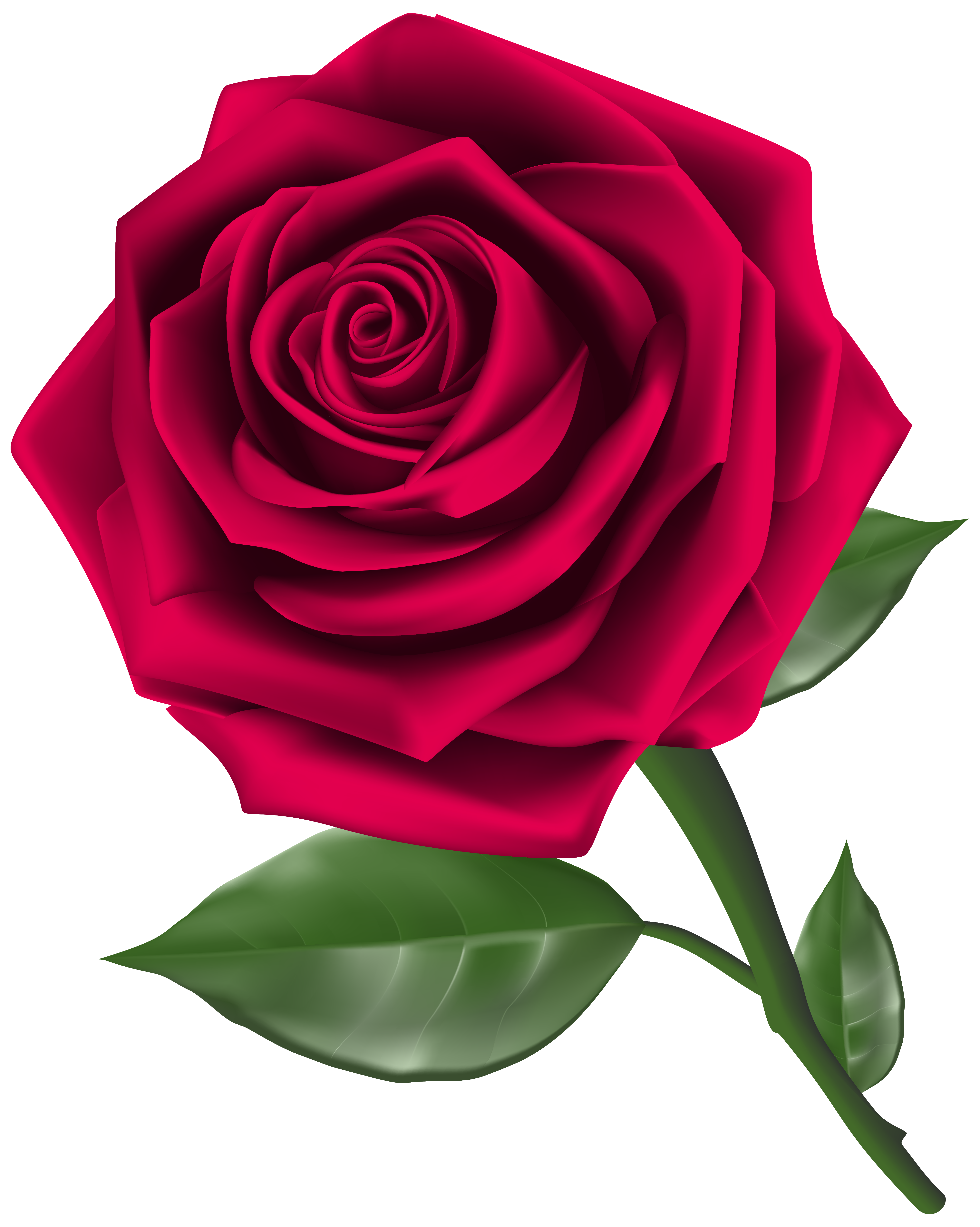 clipart roses gratuit - photo #41