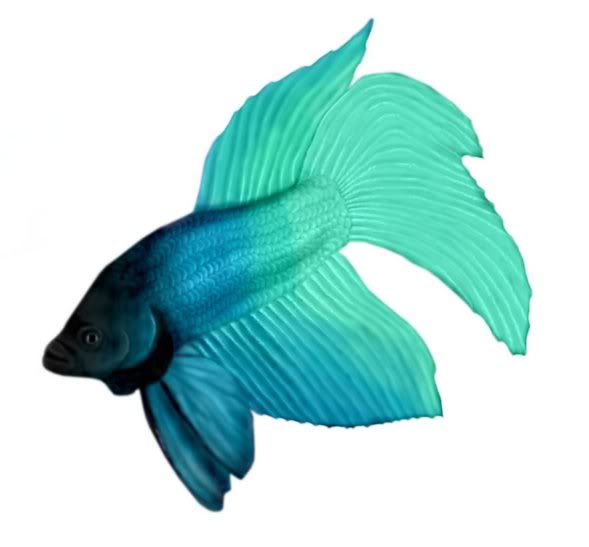 clip art betta fish - photo #2