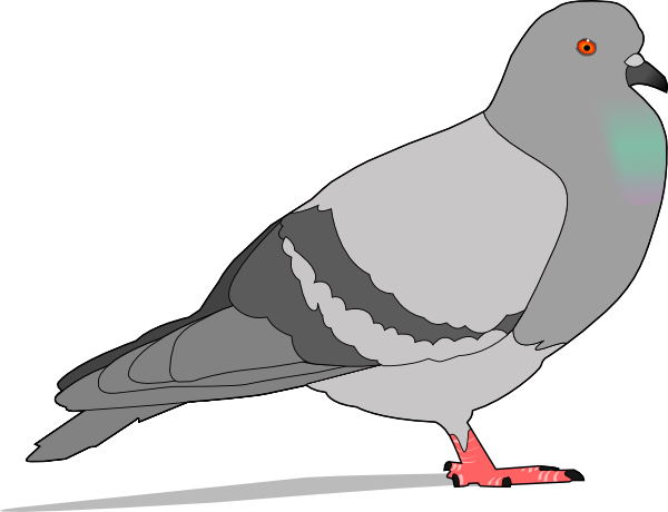 427 views Clipart pigeon