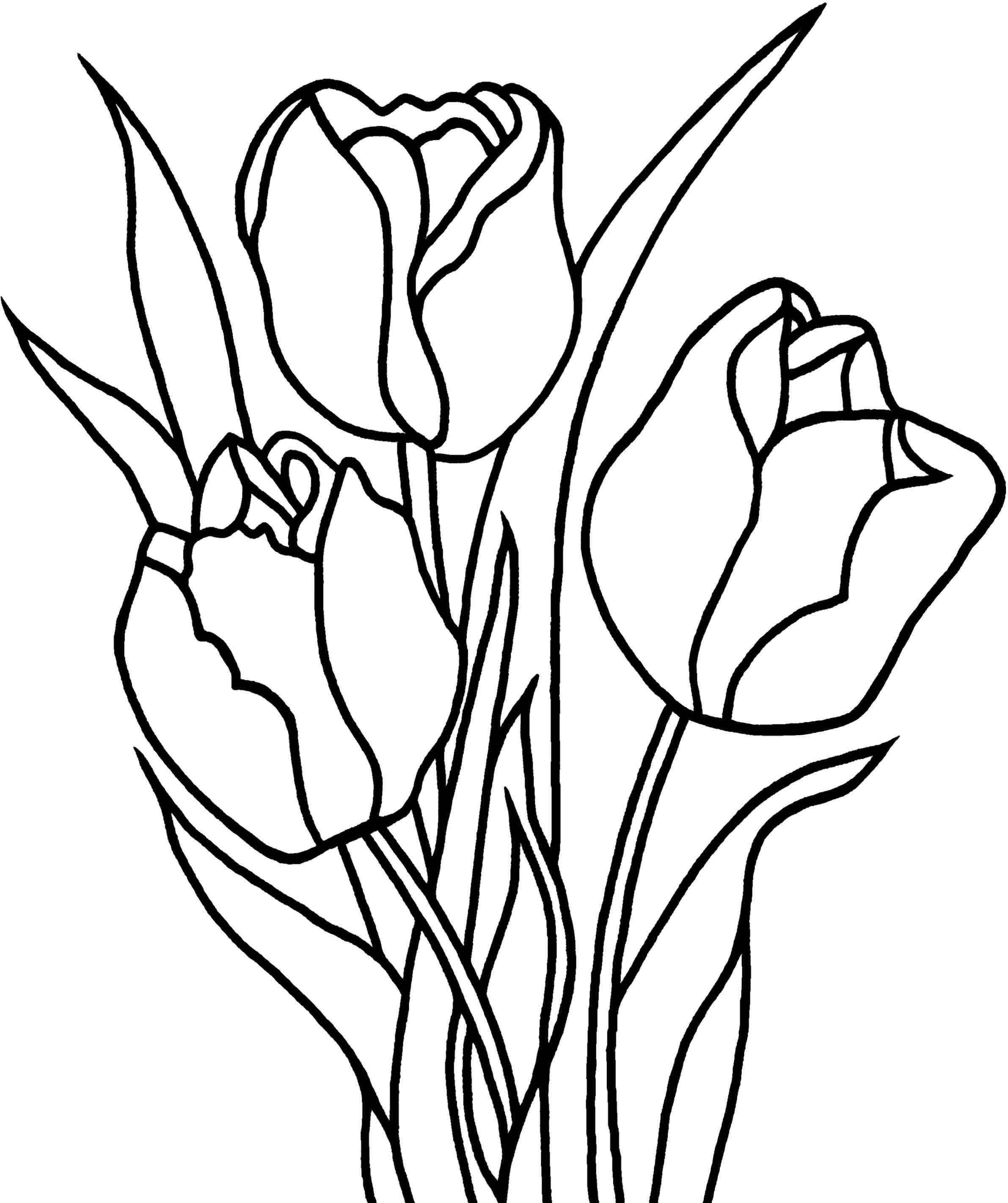 tulips drawing › copay.online