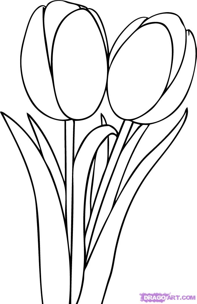How to Draw Tulips, Step by Step, Flowers, Pop Culture, FREE ...