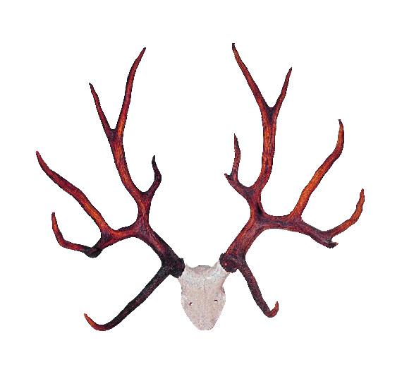 Deer Antler Logos Clipart - Free to use Clip Art Resource