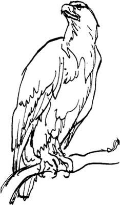 Eagle Drawing | Bird Drawings, Draw ...