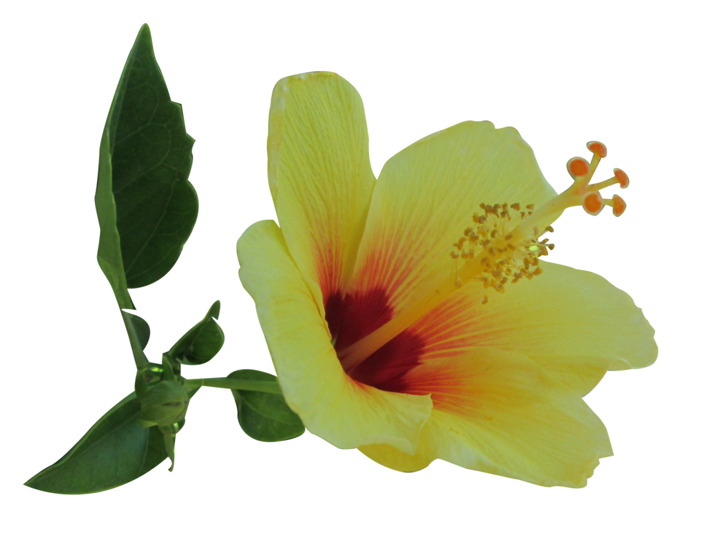 yellow hibiscus clipart - photo #22