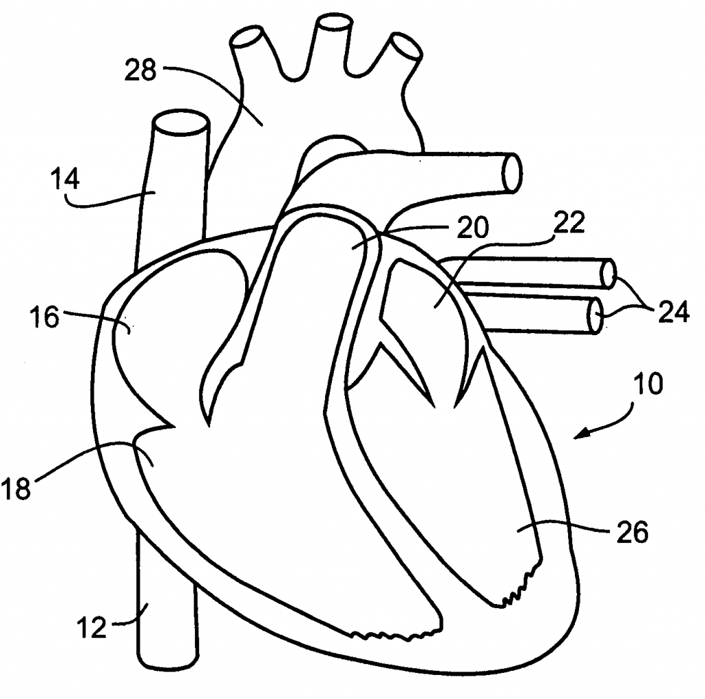 Circulatory System Coloring Sheets - Anatomy Body Charts