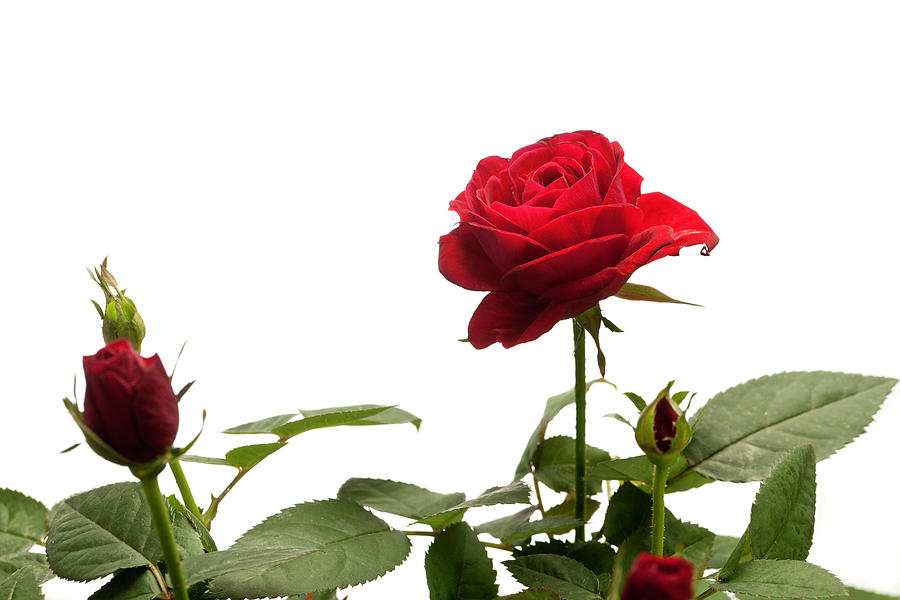 clipart red roses border - photo #15