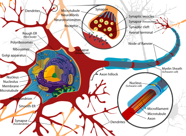Complete Neuron Cell Diagram En Clip Art - vector ...