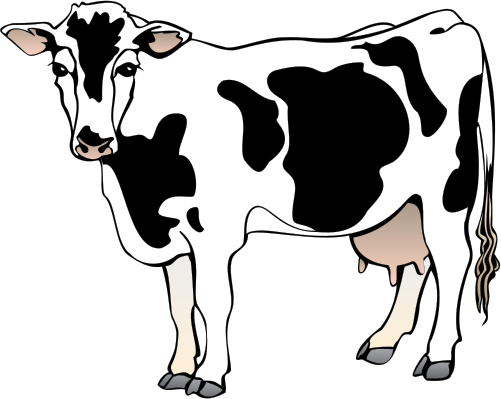 Bos primigenius (Cow) 1 - Most viewed - Vector Illustration ...