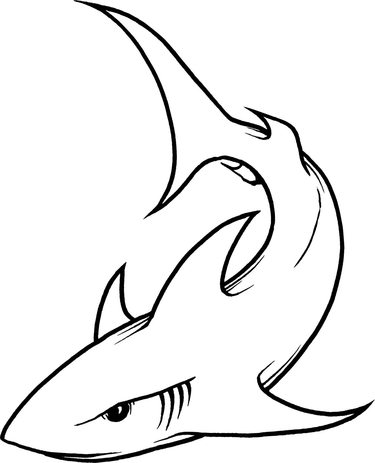 Shark Line Drawing - ClipArt Best