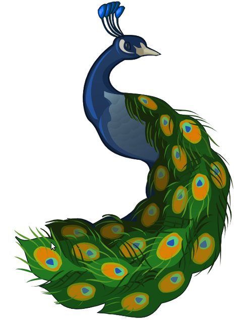 Illustrate A Peacock in Inkscape or other vector editors | KalaaLog