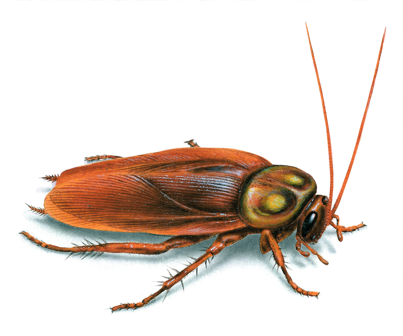 German Cockroach | Roach Killer ...