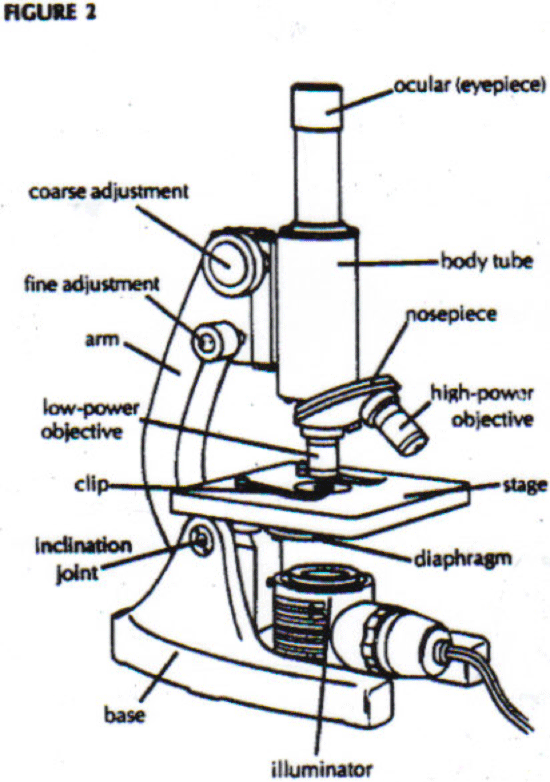 Microscope Diagram And Functions - Free Clipart Images
