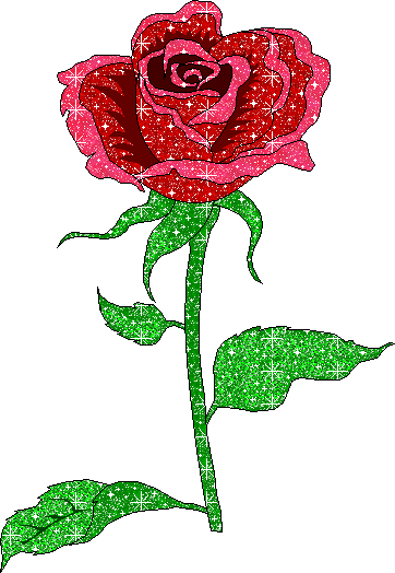 1000+ images about Roses